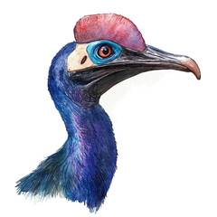 Cassowary, clipart watercolor vector with gentle, isolated on a white background. © brixel