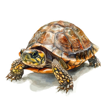 Box Turtle, vector clipart in watercolor with smooth gradients, isolated on a white background.