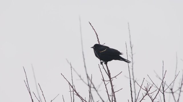 Footage of a red-winged blackbird (Agelaius phoeniceus) perched on a tree in Virginia North America.