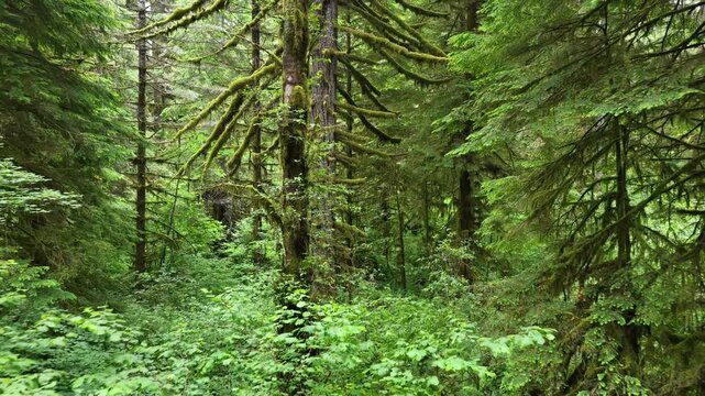 A lush, picturesque forest thrives in Oregon where large trees and rainfall are plentiful. The scenic Pacific Northwest is known for it vast expanses of forest, mountains, and rivers.