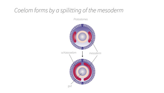 Coelom Formation by Splitting of the Mesoderm (Schizocoely), coelom formation by splitting of the lateral plate mesoderm (schizocoely), resulting in the development of the embryonic body cavity.