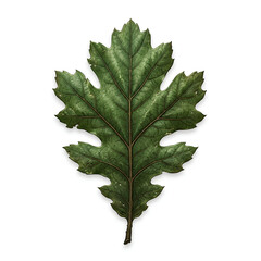 Fototapeta premium Green Lobed Leaf Isolated On White Background 1.