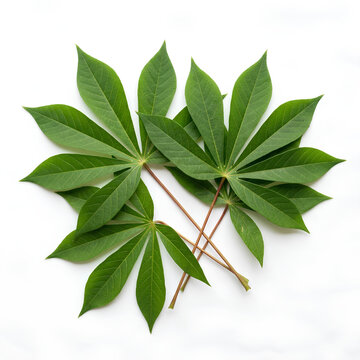 Green Palmate Leaf Cluster Close Up.