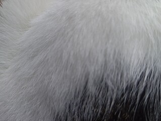Close-up texture of soft white and black animal fur. © firman