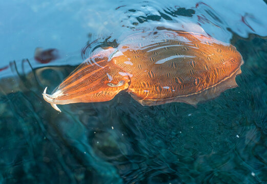 cuttlefish under water