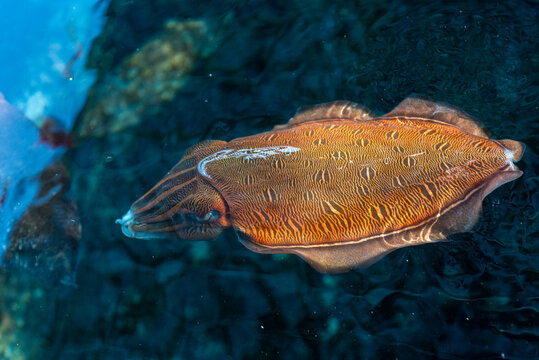 cuttlefish under water