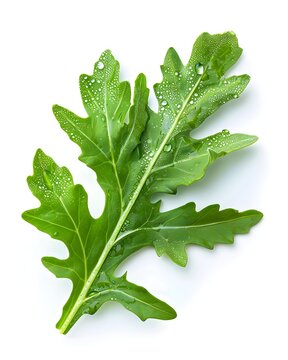 arugula leaves water droplets isolated on white background