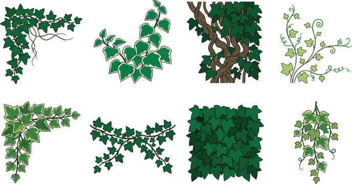 Flat green ivy leaf vector set featuring climbing vines and garden wall foliage illustrations