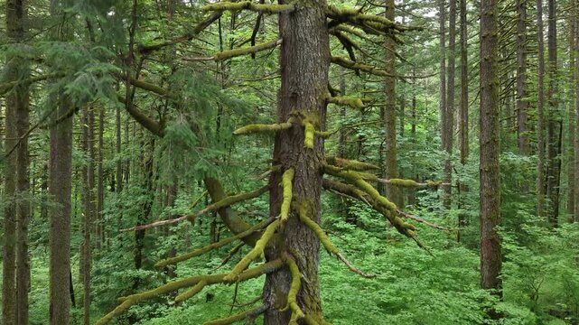 A lush, picturesque forest thrives in Oregon where large trees and rainfall are plentiful. The scenic Pacific Northwest is known for it vast expanses of forest, mountains, and rivers.