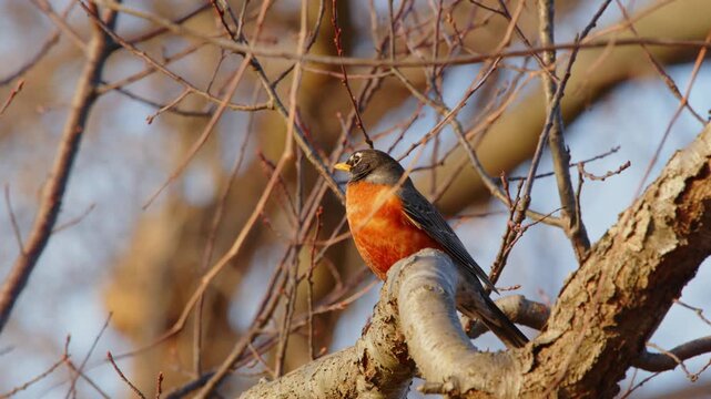 An American robin (Turdus migratorius)&Atilde;&Acirc;&Atilde;&Acirc;&Atilde;&Acirc;&Atilde;&Acirc;&Atilde;&Acirc;&Atilde;&Acirc;&Atilde;&Acirc;&Atilde;&Acirc;&nbsp;bird perched on a tree in winter at Edmond, Oklahoma. 