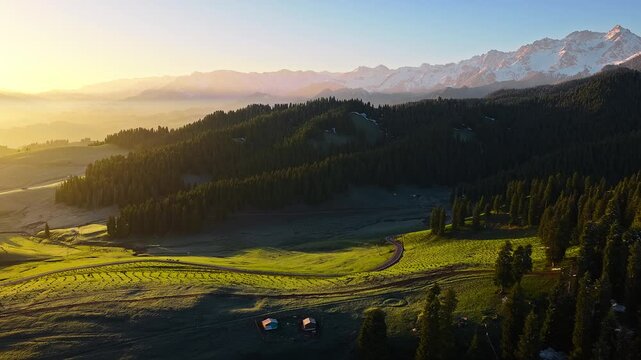 Aerial view of stunning sunrise over grassland with green pine forests and snow-capped mountains in Xinjiang, China.
