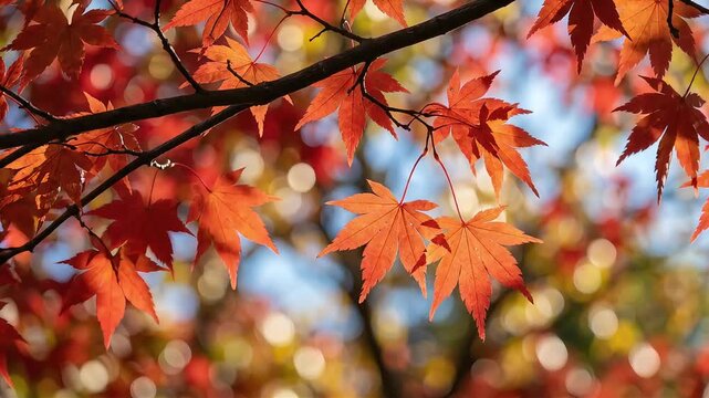 秋の光に照らされる鮮やかな紅葉の葉