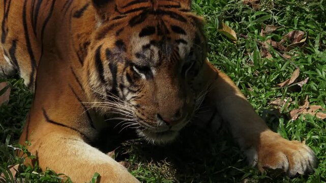 a big brown tiger, sitting looking forward and sticking out its tongue, then it eats grass

