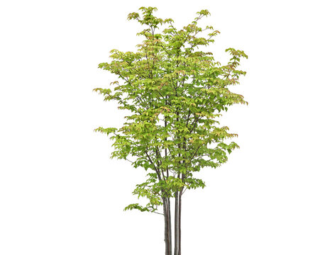 Young deciduous tree with vibrant green leaves and slender trunks