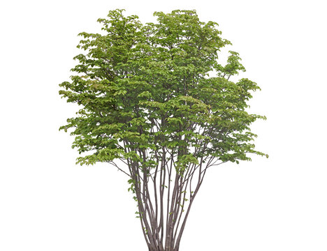 Young deciduous tree with vibrant green leaves, slender trunks