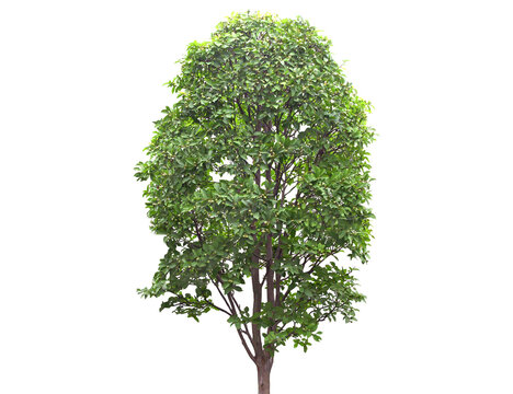 A lush green deciduous tree with a full canopy and visible branches