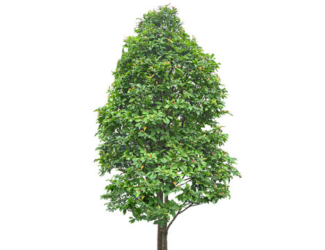 Vibrant green tree with a full canopy of leaves