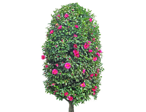 Topiary camellia bush with vibrant pink flowers and lush green leaves