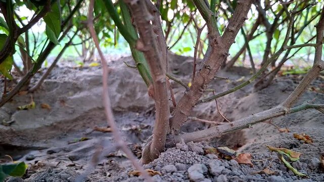 Lower Woody Axis Of Shrub Growing In Silt