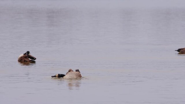 Group of Canada geese resting and floating on peaceful river surface