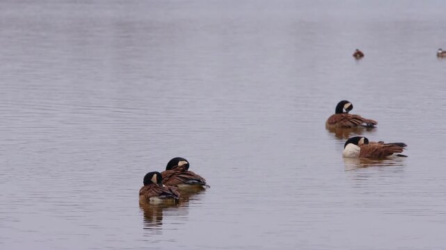 Flock of Canada geese swimming together on calm lake water during daytime