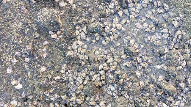 Top view background texture of coastal rock surface covered with small barnacles and shells
