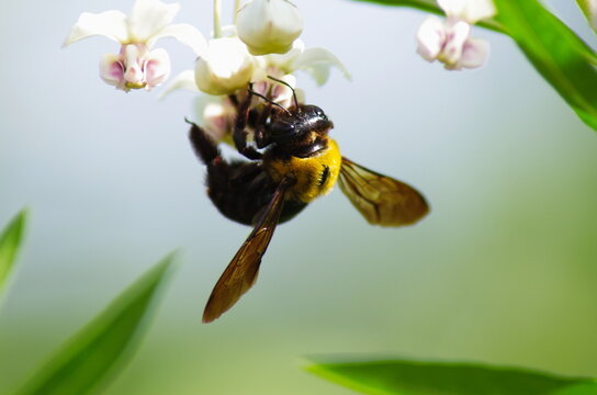 白い花で吸蜜する鮮やかな黄色のクマバチ