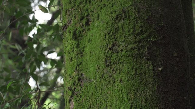 寺院の境内に佇む苔むした大木の幹 陰影が際立たせる歴史の深み（音声なし）