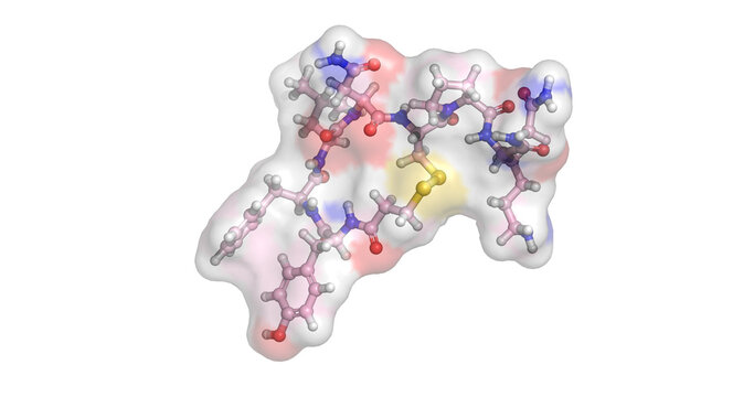 Vasopressin, endogenous neurohormone, 3D molecule 4K 