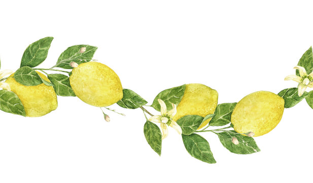 Watercolor wavy lemon border with citrus branches and green leaves. Hand painted Mediterranean garland for wedding invitations, menus, recipe cards, kitchen decor and food packaging.