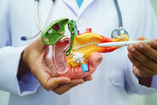 Liver with gallbladder, pancreas spleen and duodenum, Asian doctor holding human anatomy model for study diagnosis and treatment in hospital.