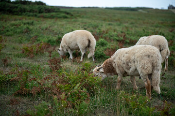 Fototapeta premium Sheep grazing in lush meadow.