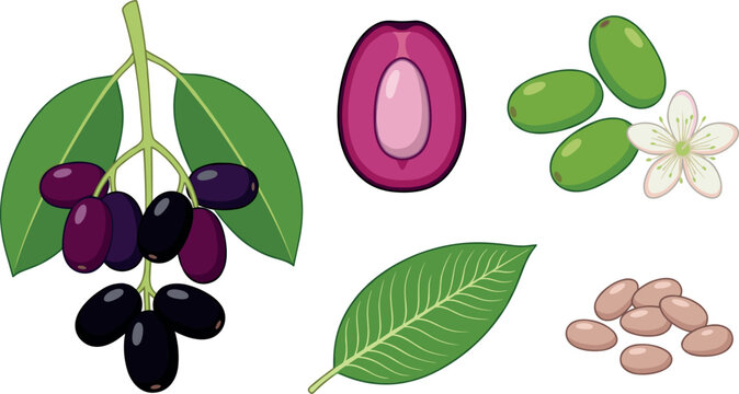 Jamun Fruit Vector Illustration Set Featuring Syzygium Cumini Black Plum Leaves Slice Flower And Seeds For Botanical Healthy Food Graphic Designs