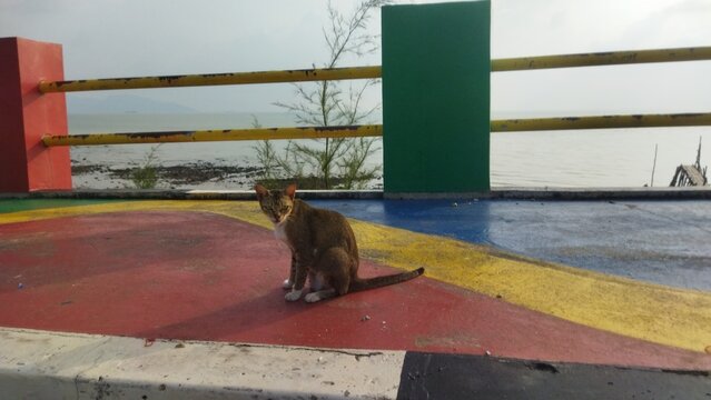 A brown cat sitting on a vibrant, multi-colored painted floor at a coastal public area