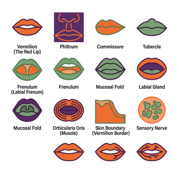 Anatomical diagram of human lip structure showing mouth features and parts