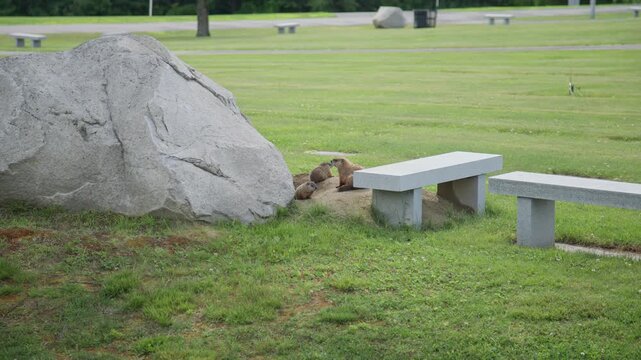 Two wild groundhogs interact at a burrow beside a granite boulder on a manicured veterans cemetery lawn in Augusta, Maine as the camera slowly pushes in