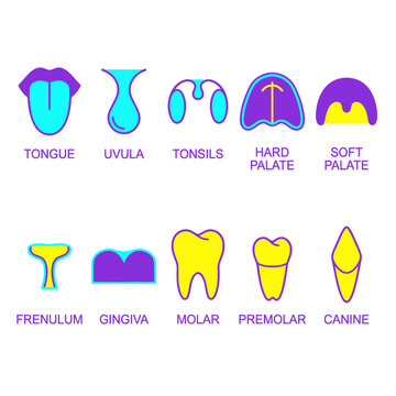 Anatomical oral structure icons showing tongue uvula tonsils and teeth