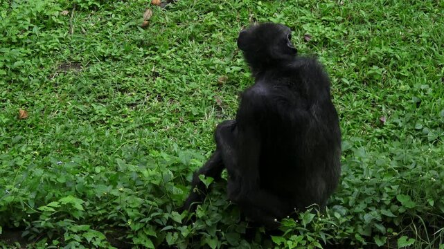 female black chimpanzee, sitting and looking towards the camera, her entire body visible in the frame
