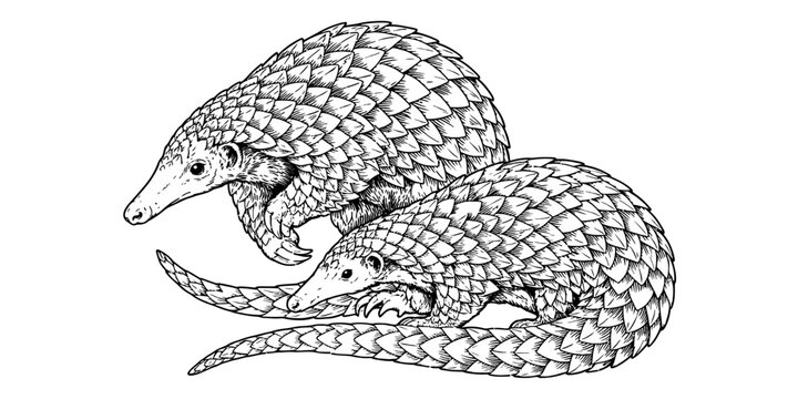 Two pangolins drawing with detailed scales