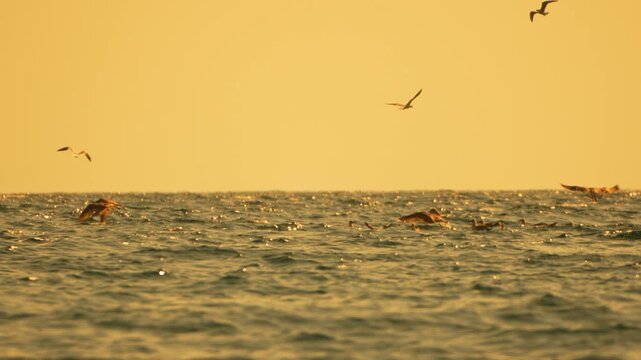 Seagulls ocean sunset flying low over the rippling water waves under a dramatic golden sky with copy space