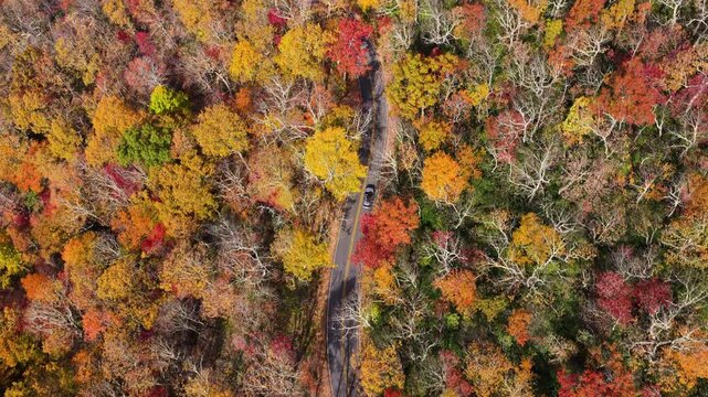 Car cruising on scenic road in Appalachian mountains. Trees glowing in vibrant fall foliage.