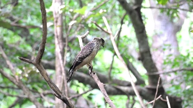 A Juvenile Crested Serpent Eagle perched on a tree branch in a lush tropical forest, looking around its natural habitat.
