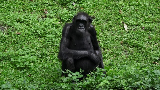 a female chimpanzee, sitting on the grass, her facial expression looks pitiful, her eyes look a little sad.
