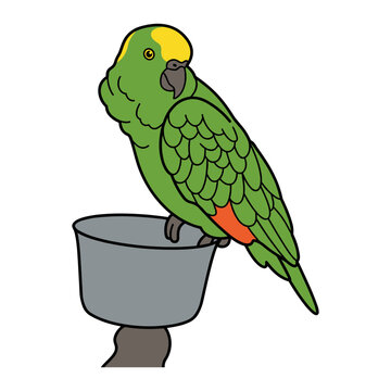 Yellow-Naped Amazon Parrot on Food Bowl