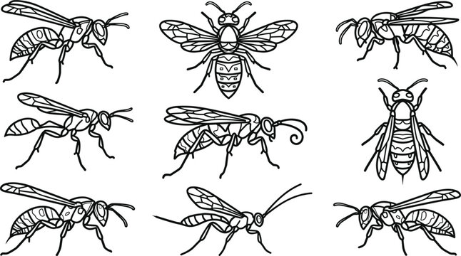 Wasp Line Art Icon Set with Flying Hymenoptera Insects, Hornet, Paper Wasp, Yellowjacket Illustrations, and Editable Vector Wildlife Collection
