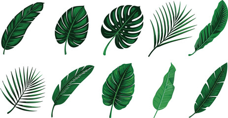 Tropical green leaf collection, botanical foliage vector illustration set featuring exotic plant elements for nature themed designs © Majnur