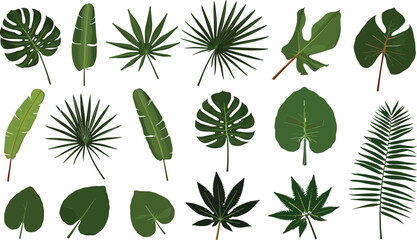 Tropical green leaves collection, botanical foliage vector illustration set featuring exotic plant elements for natural decorative design © Majnur