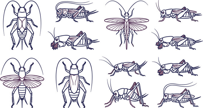 Cricket and Cockroach Line Art Icon Set with Orthoptera Insects, Flying Roaches, Field Bugs, and Editable Vector Wildlife Collection