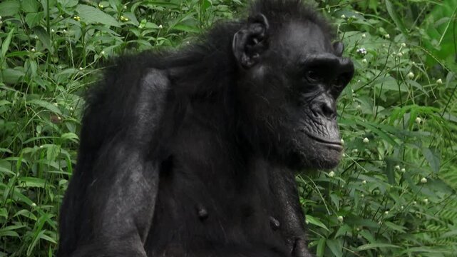 a female chimpanzee, face and body, medium shot
