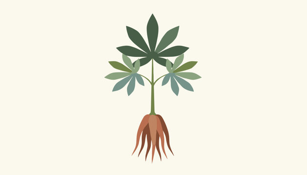 Cassava plant botanical drawing showing the green compound leaves, slender stem, and brown edible tuberous roots on beige.